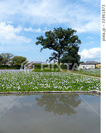 ホテイアオイ 33961873