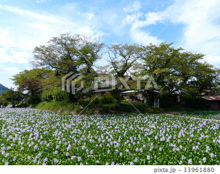 ホテイアオイ ホテイアオイ 33961880