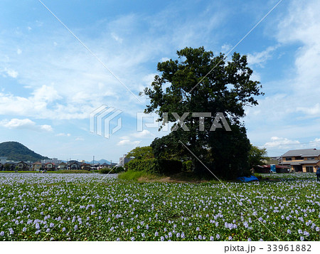 ホテイアオイ ホテイアオイ 33961882