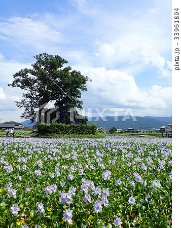 ホテイアオイ 33961894