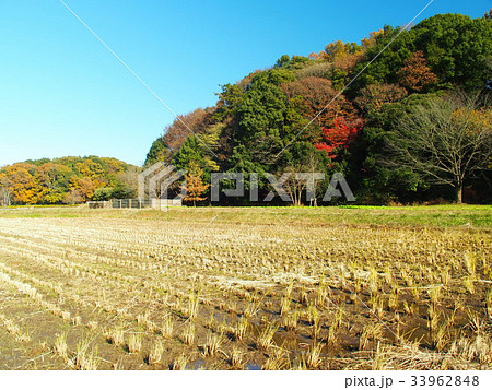 刈田と森風景 刈田と森風景 33962848