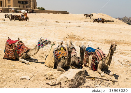 ラクダの群れ 33963020