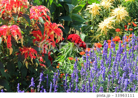秋のボーダー花壇 秋のボーダー花壇 33963111