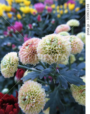 スプレーマム スプレーマム 33963148