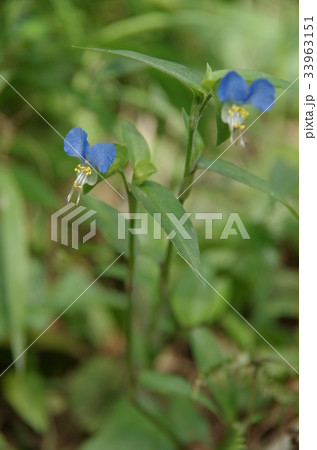 露草 33963151