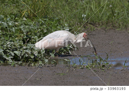 カエルを捕らえたトキ 33963193