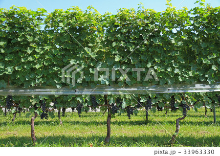 ワイン用ブドウ　カベルネ・ソーヴィニヨン 33963330