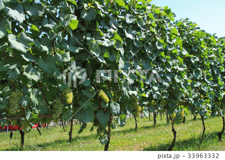 ワイン用ブドウ　シャルドネ 33963332