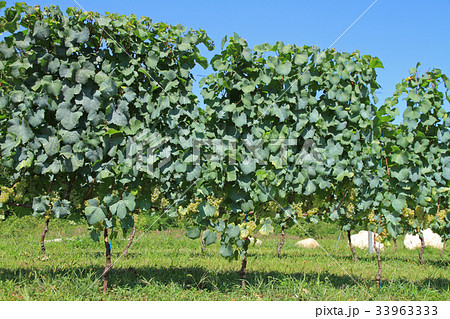 ワイン用ブドウ　シャルドネ 33963333