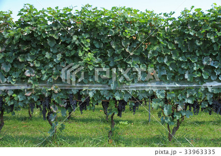 ワイン用ブドウ　メルロ 33963335