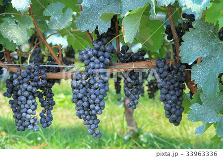 ワイン用ブドウ メルロ ワイン用ブドウ メルロ 33963336