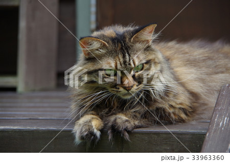 デッキの上の猫 33963360