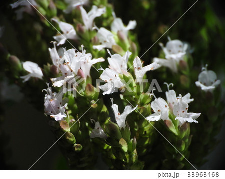 オレガノ　Oregano 33963468