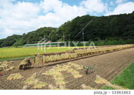 収穫の終わった田んぼ 33963863