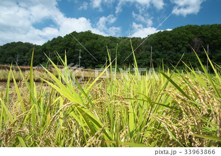 収穫の終わった田んぼ 収穫の終わった田んぼ 33963866