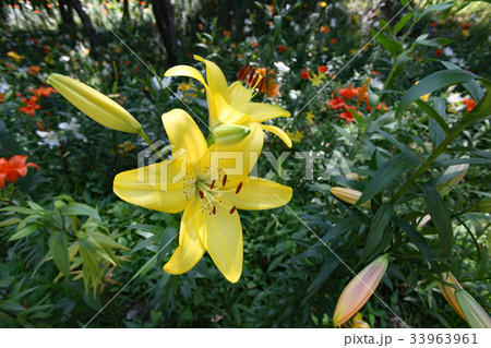 ゆりの花 33963961