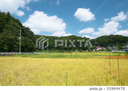 収穫を迎えた寺家ふるさと村の田んぼ 収穫を迎えた寺家ふるさと村の田んぼ 33964478