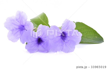 Ruellia tuberosa flower blooming isolated  33965019