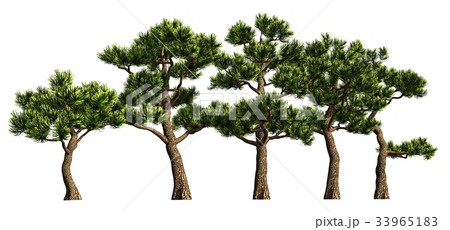 Group of trees isolated on white 3d illustration Group of trees isolated on white 3d illustration 33965183