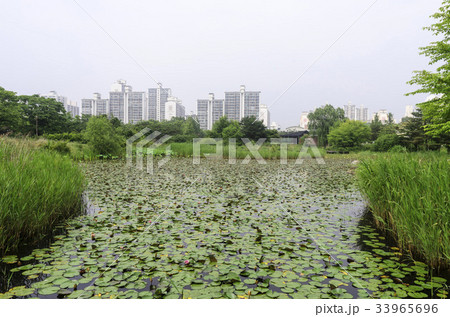 京畿道 キョンギド 高陽市 33965696