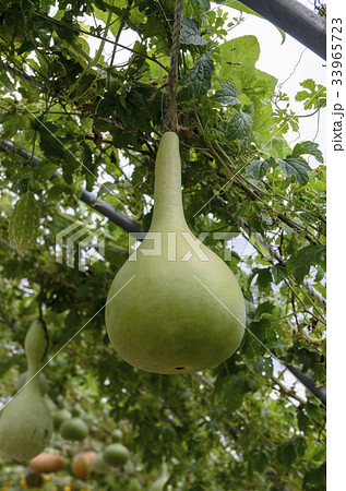 上岩洞 ソウル ひょうたん 33965723