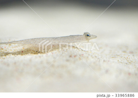 ヒラメの子供の写真素材