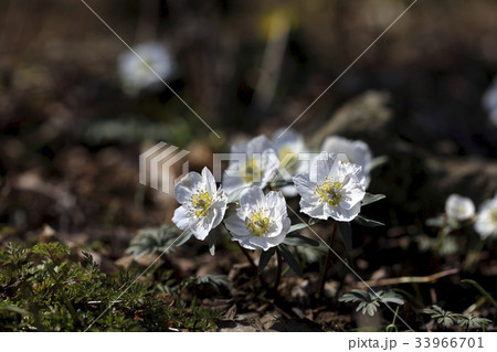 花 風花 野生の花 33966701