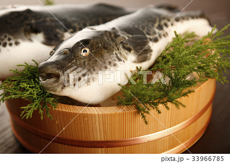 とらふぐ とらふぐ 33966785