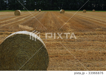牧草ロール 牧草ロール 33966876