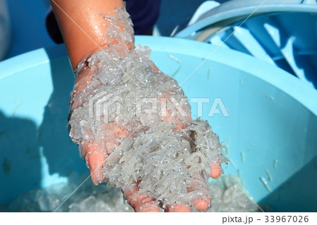 水揚げされた生シラス.  瀬戸内海 33967026