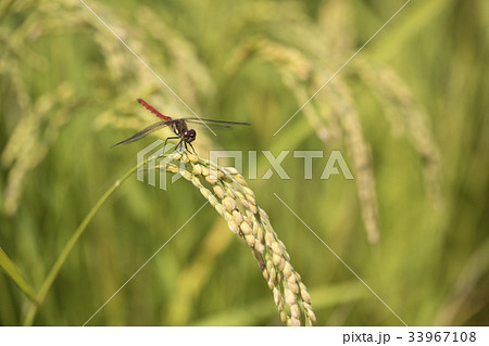 稲穂と赤とんぼ 33967108