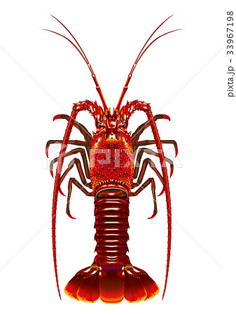 イセエビ イセエビ 33967198