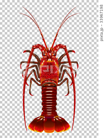 Lobster 33967198