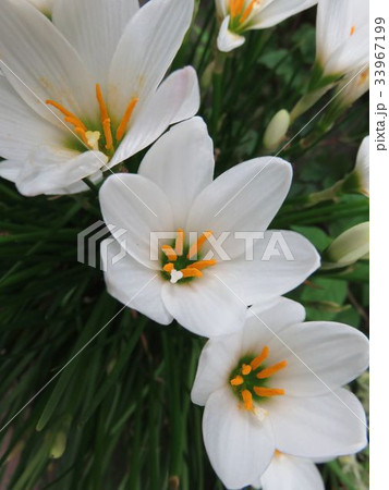 タマスダレ 33967199