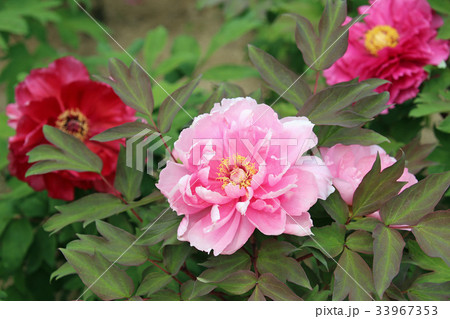 牡丹の花 牡丹の花 33967353