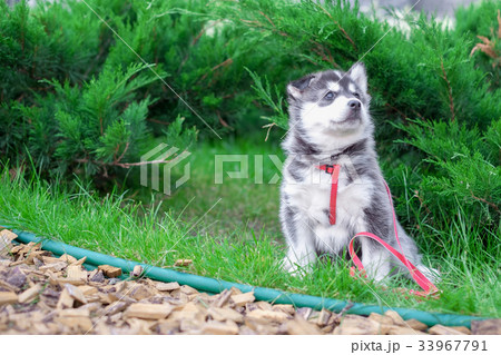 Cute little siberian husky puppy in grass 33967791
