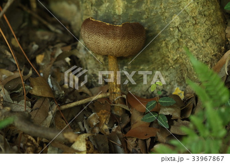 自然　植物　オオヤシャイグチ、育ちすぎ？イグチ（猪口）の名の通りおちょこ（お猪口）状態です 33967867