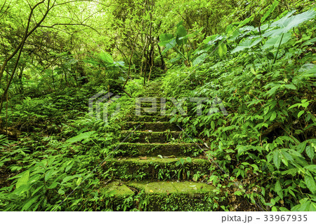 Stone stair in green forest Stone stair in green forest 33967935