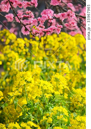 桃と菜の花 33967965