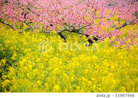 桃と菜の花 33967966