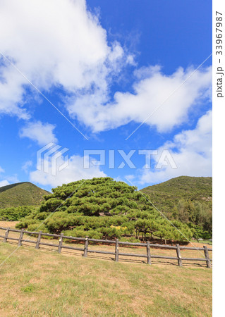 念頭平松　伊平屋島 33967987