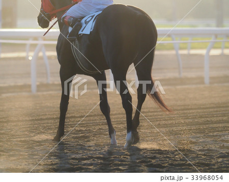 競馬場の馬 競馬場の馬 33968054