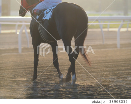 競馬場の馬 競馬場の馬 33968055
