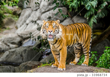 Sumatran tiger standing on the rock Sumatran tiger standing on the rock 33968734