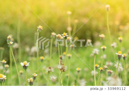 Grass flower beside the way. Grass flower beside the way. 33969112