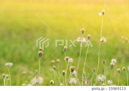 Grass flower beside the way. Grass flower beside the way. 33969113