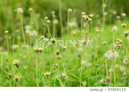 Grass flower beside the way. Grass flower beside the way. 33969114