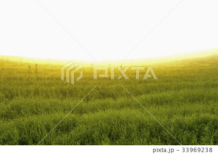 京畿道 キョンギド 安城牧場 33969238