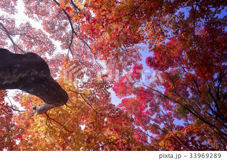 カエデ 白羊寺 全羅南道 33969289