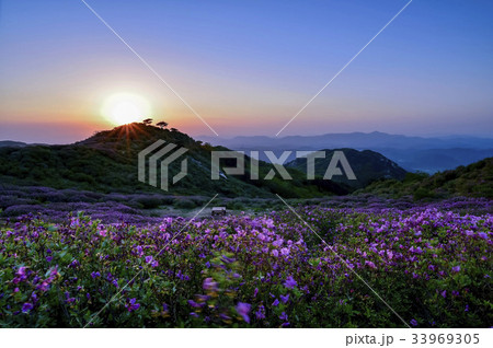 慶南 ツツジ 太陽 33969305
